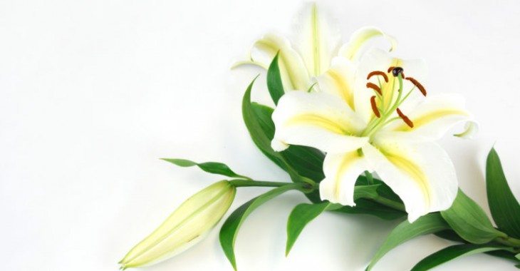 Biała lilia, biała trufla – idealne składniki kosmetyków naturalnych