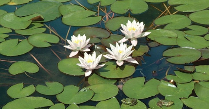 Grzybienie białe (Nymphaea alba) Grzybienie białe (Nymphaea alba)