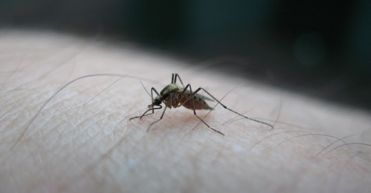 Sanofi przedłuża współpracę z fundacją Medicines for Malaria Venture Sanofi przedłuża współpracę z fundacją Medicines for Malaria Venture