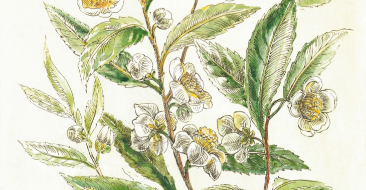 Herbata chińska (Thea sinensis, Camellia sinensis, Camellia thea) Herbata chińska (Thea sinensis, Camellia sinensis, Camellia thea)
