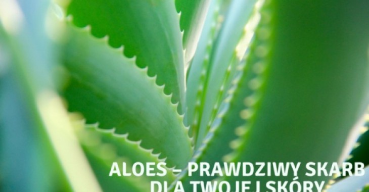 Aloes ma wszystko, czego potrzebuje skóra Aloes ma wszystko, czego potrzebuje skóra