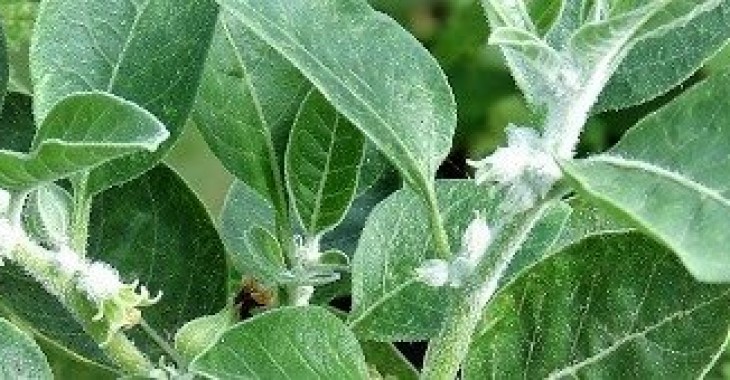 Naturalne wsparcie organizmu – czyli o adaptogenach