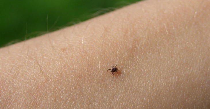 Rekordowa liczba Polaków zachorowała w tym roku na boreliozę Rekordowa liczba Polaków zachorowała w tym roku na boreliozę